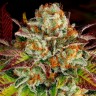 Семена ганжа  Mintz feminised Ganja Seeds