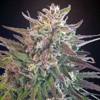Hercules regular Ganja Seeds