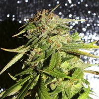 Afghani #1 feminised Ganja Seeds
