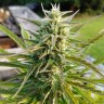 купить семена конопли феминизированные  Afghani №1 feminised