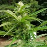 купить качественные семена конопли  Afghani №1 feminised