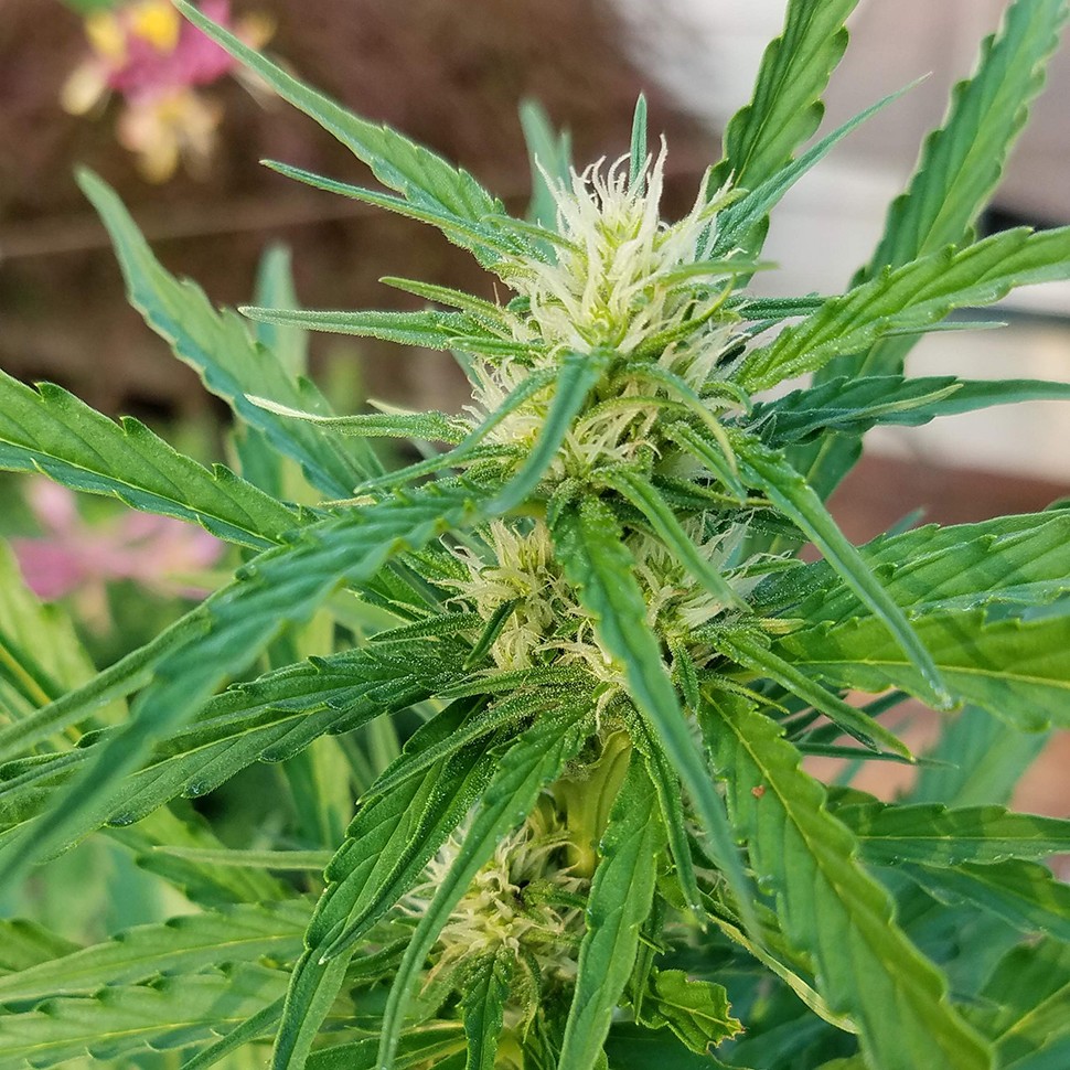 купить урожайные семена конопли  Afghani №1 feminised