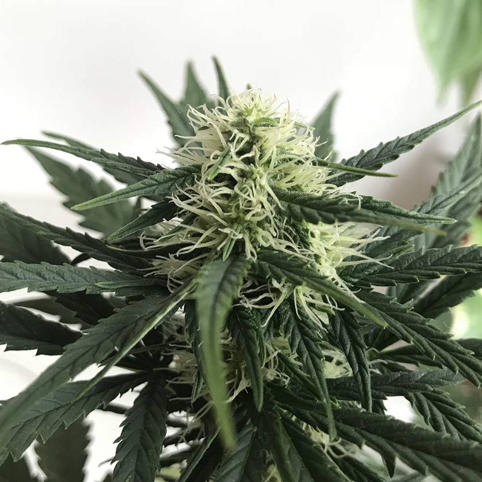 купить семена конопли в оригинальных упаковках  Afghani №1 feminised