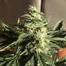 заказ семян конопли  Afghani №1 feminised