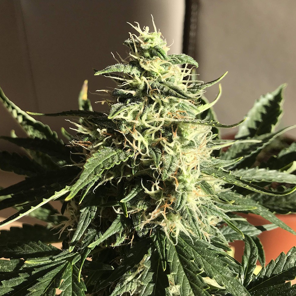 заказ семян конопли  Afghani №1 feminised