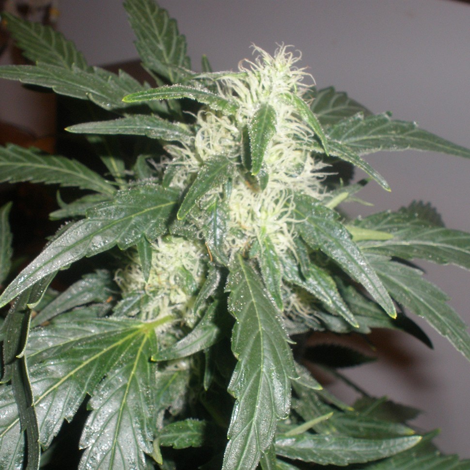 Семена марихуаны  Auto White Russian feminised Neuro Seeds