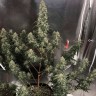Семена каннабиса Auto Gagarin 2 feminised Ganja Seeds