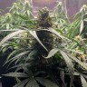Качественные семена каннабиса Auto Gagarin 2 feminised Ganja Seeds