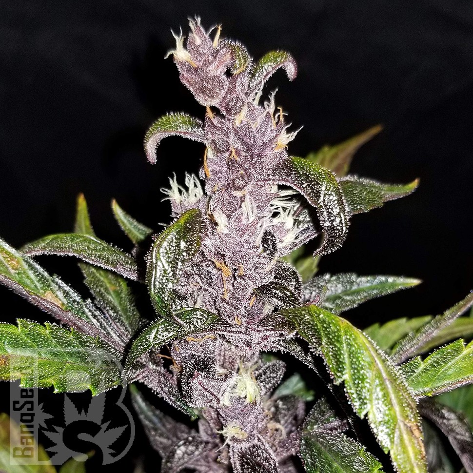 Семена конопли  Auto Fastberry feminised Ganja Seeds