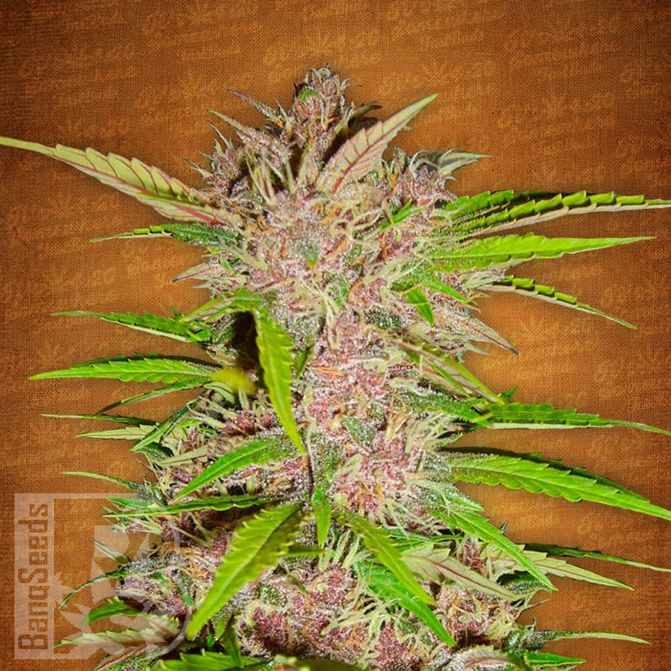 купить мощные семена конопли Auto Fastberry feminised