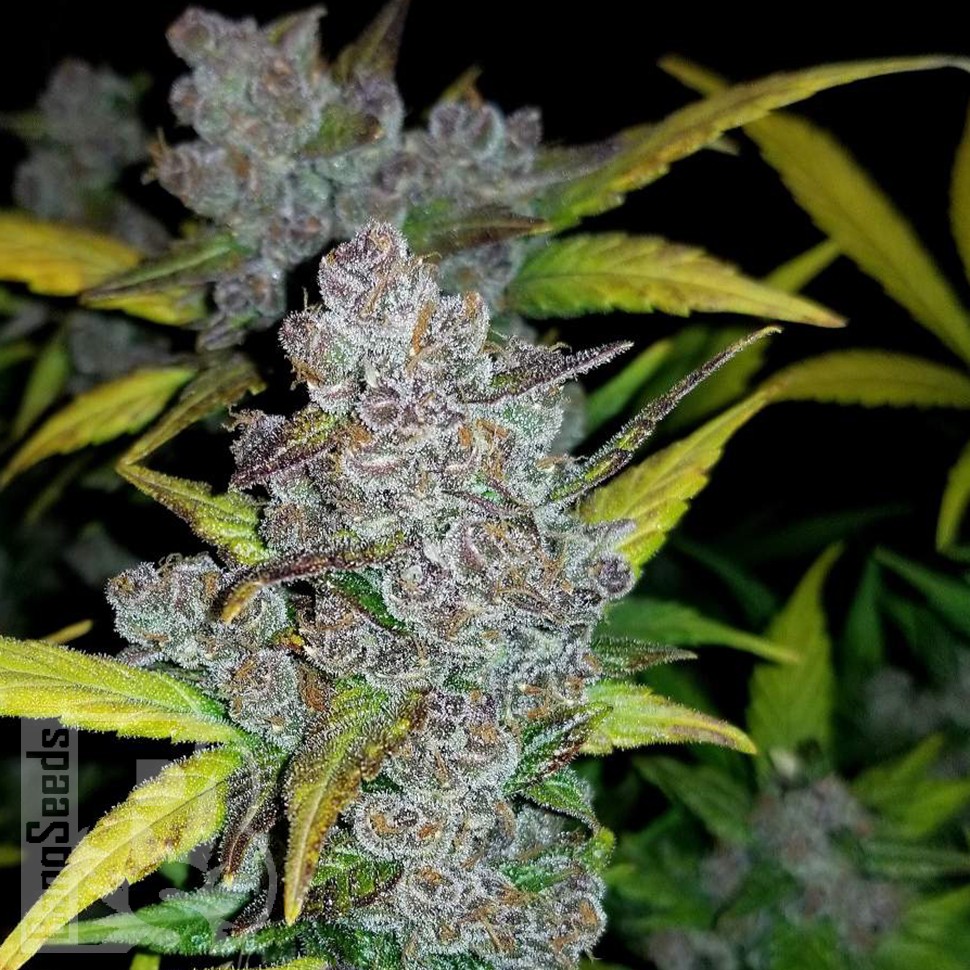 купить семена индийской конопли Auto Fastberry feminised