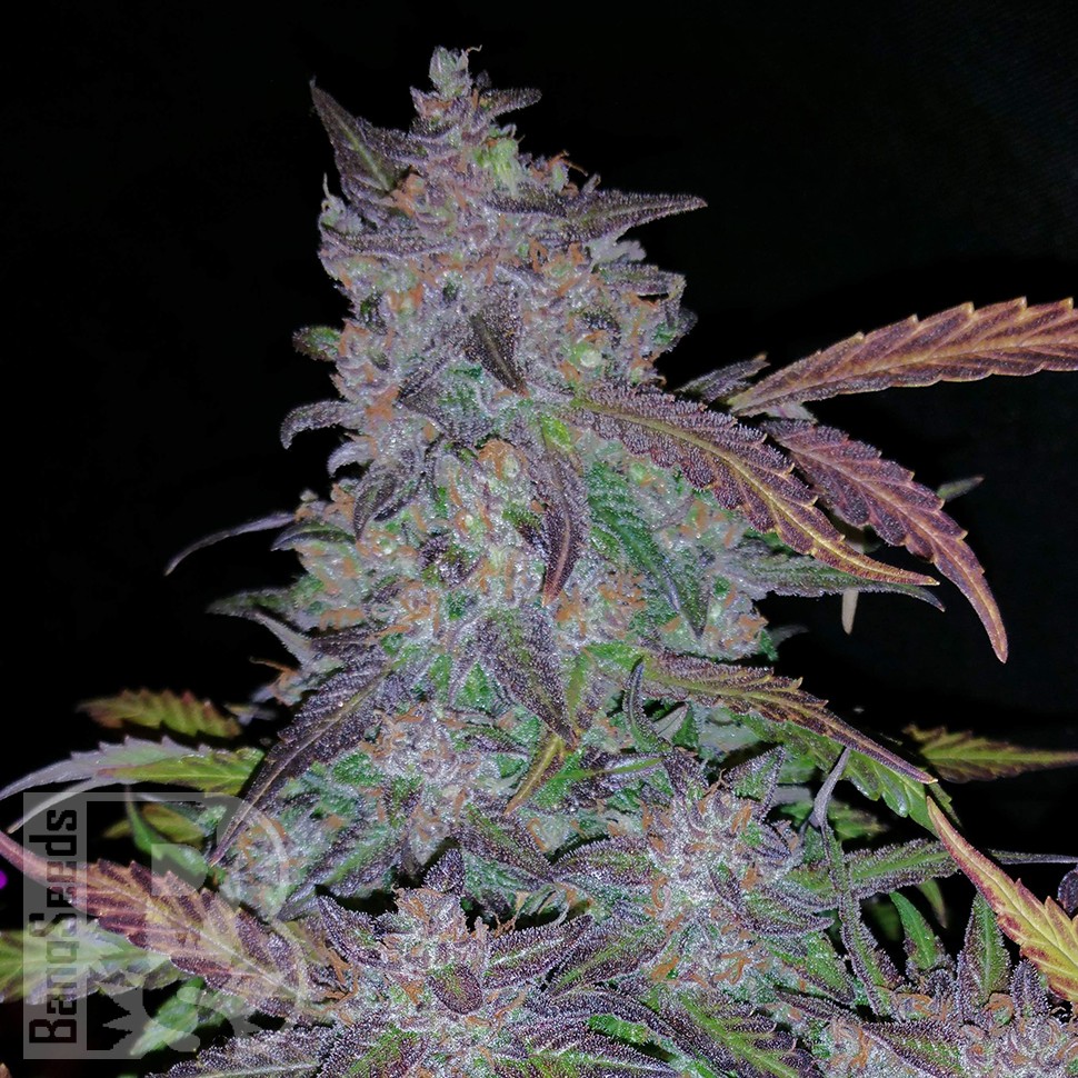 заказать семена конопли Auto Fastberry feminised