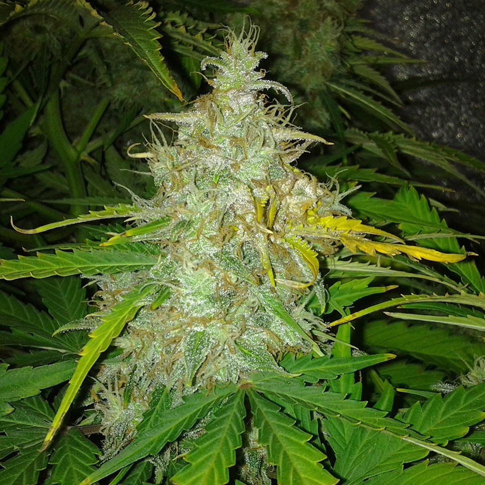 Семена конопли  Auto White Dwarf feminised Ganja Seeds