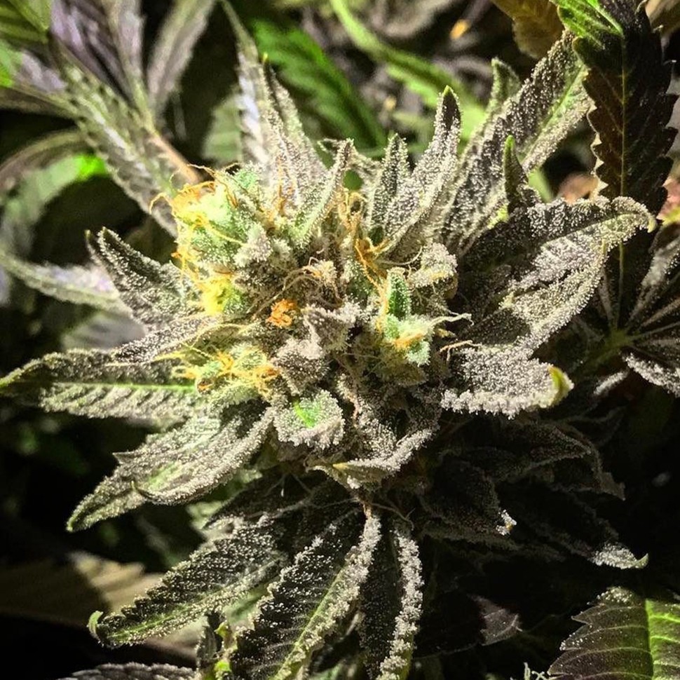 Семена ганжа  Bubbleberry feminised Ganja Seeds