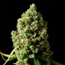 Семена ганжа  Bubbleberry feminised Ganja Seeds