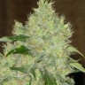 Семена ганжа  Bubbleberry feminised Ganja Seeds