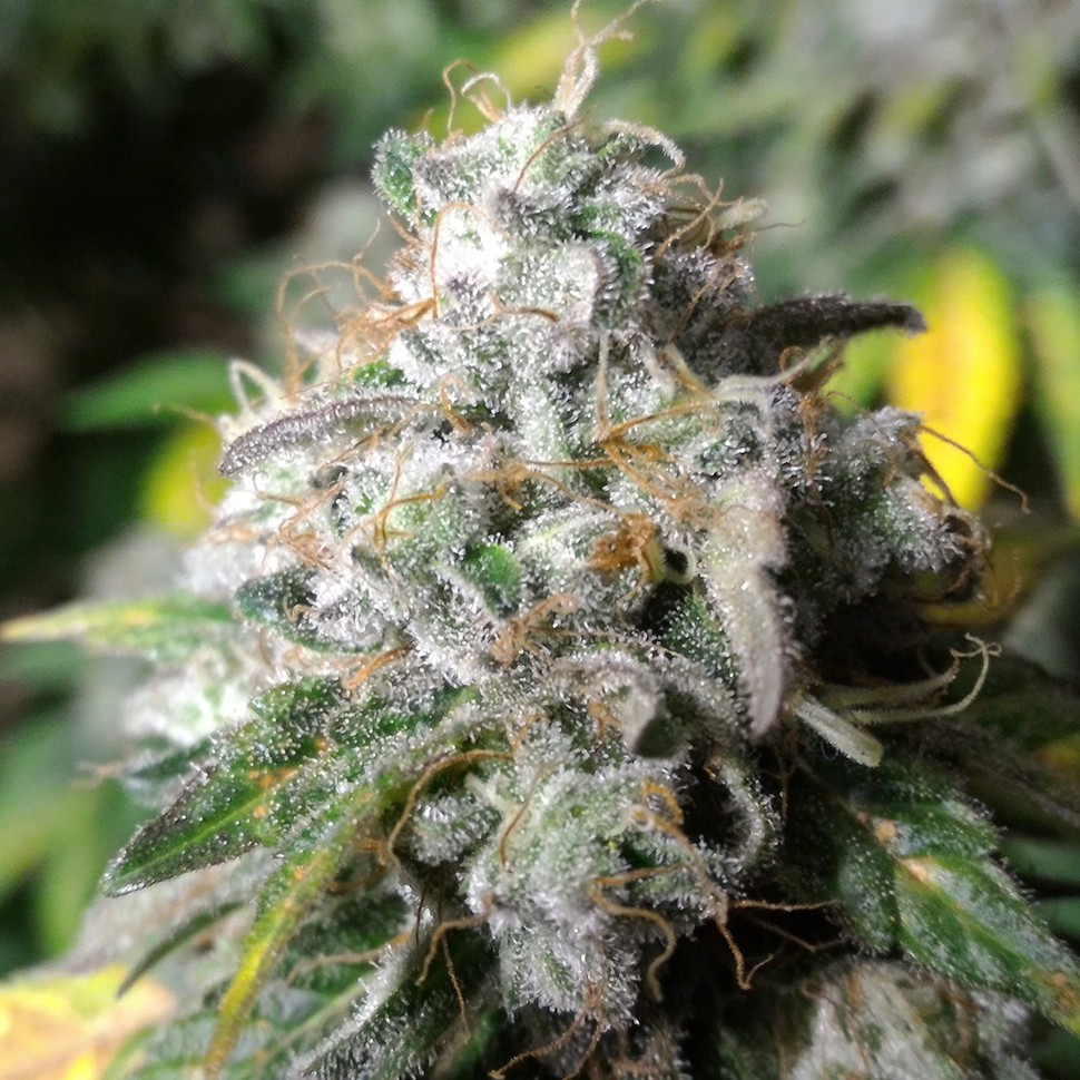 Семена  Erlik feminised Bang Seeds