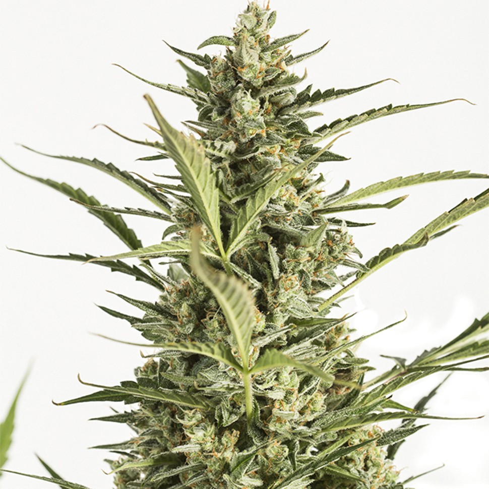 Семена ганжа  Auto Critical Jack feminised Ganja Seeds