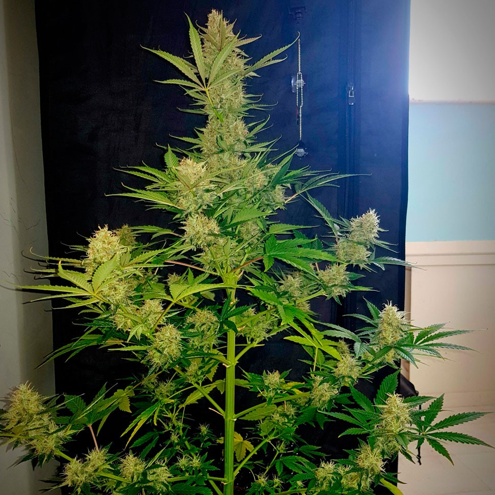 Семена марихуаны  Auto Glueberry O.G. feminised Ganja Seeds