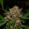 Семена марихуаны Auto Glueberry O.G. feminised Ganja Seeds