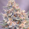 Green-O-Matic feminised Ganja Seeds