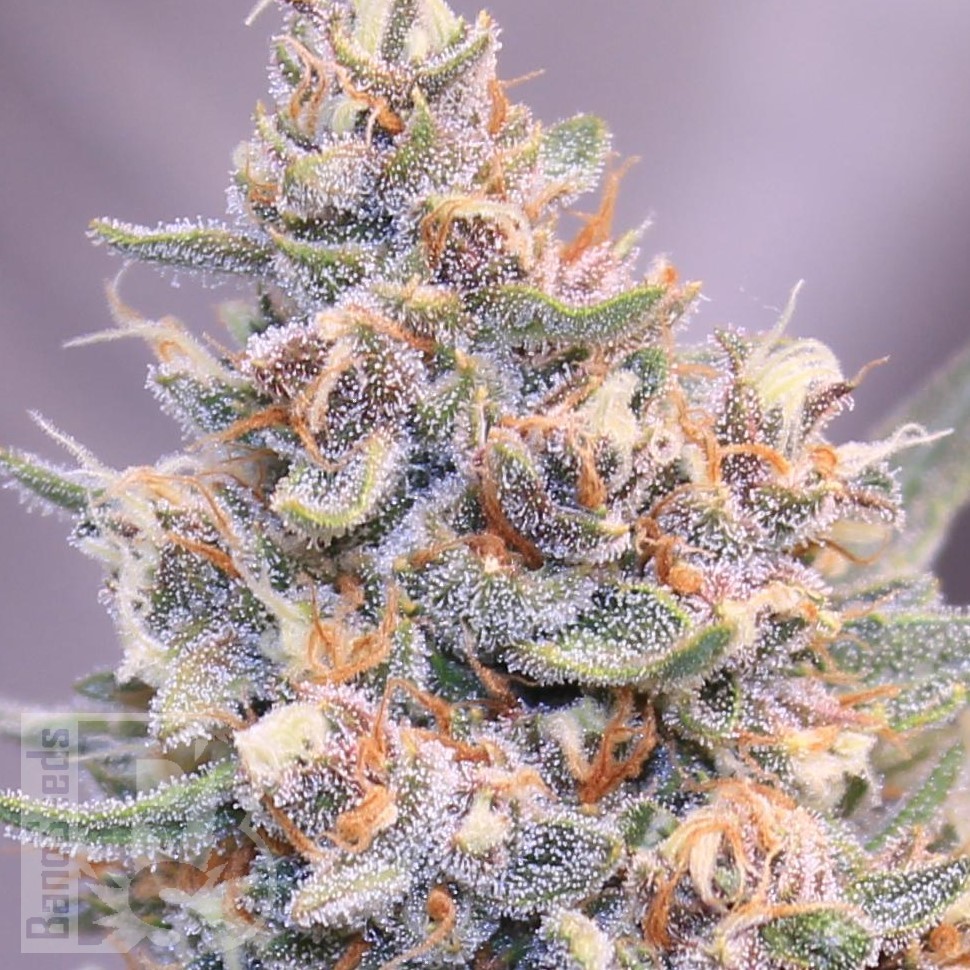 Green-O-Matic feminised Ganja Seeds
