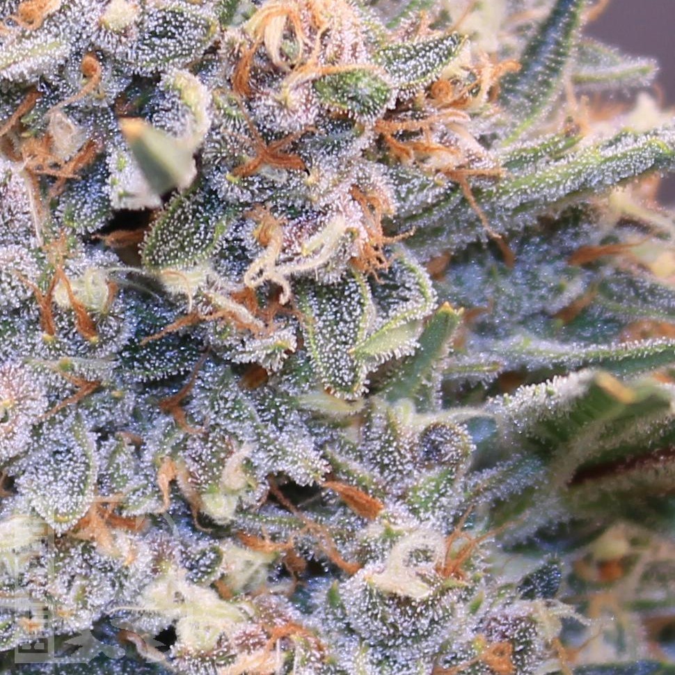 Green-O-Matic feminised Ganja Seeds