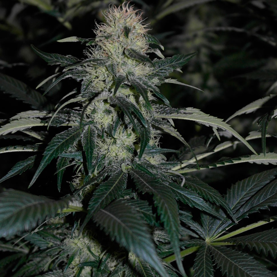 Семена марихуаны  Kalichakra feminised Ganja Seeds