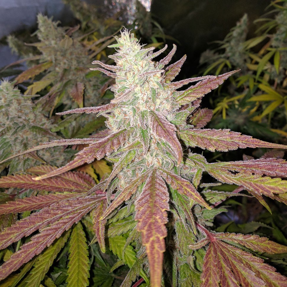 Семена  Bubblelicious feminised Ganja Seeds