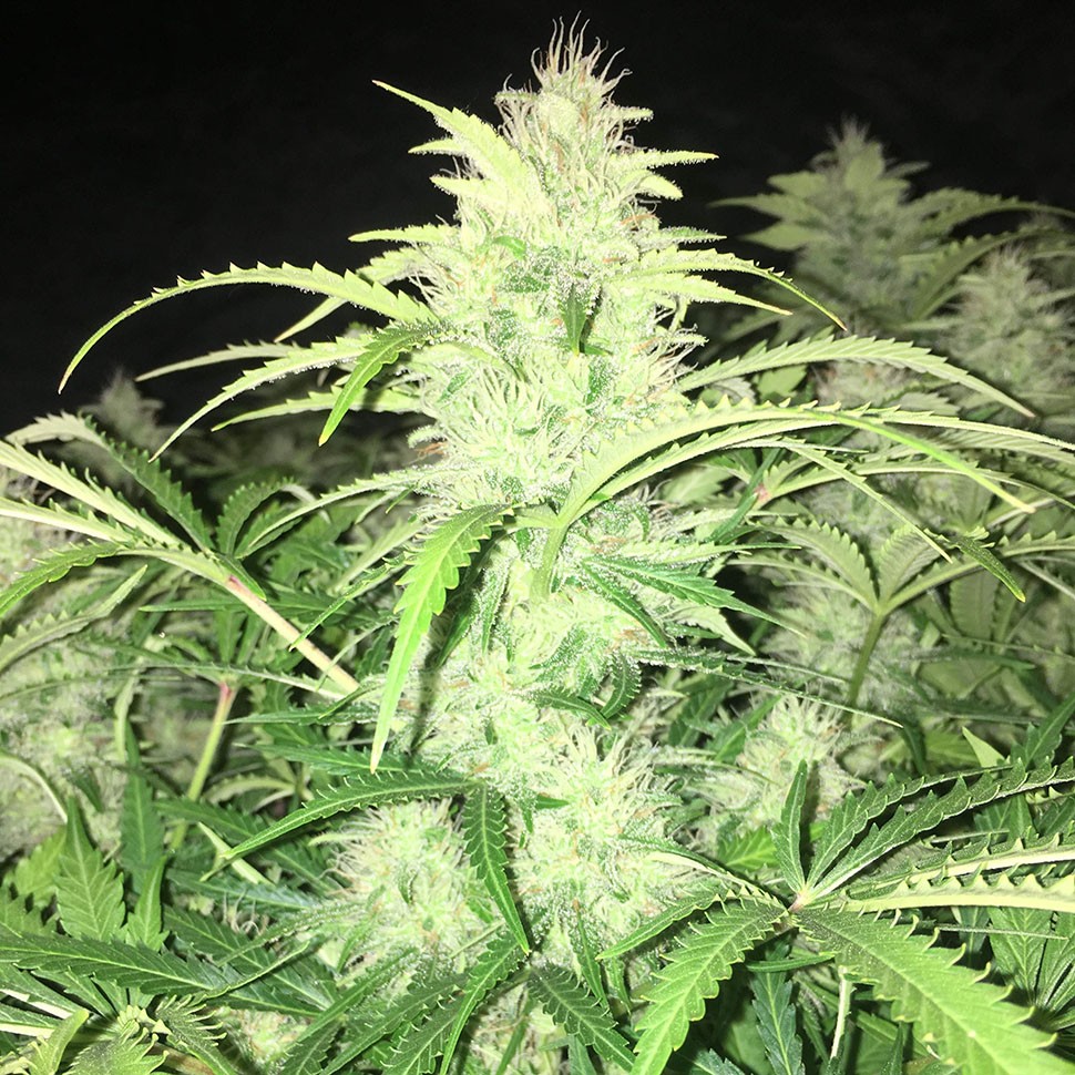 Семена  Auto Alter Ego feminised Neuro Seeds