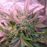 купить семена конопли недорого  Irbis feminised