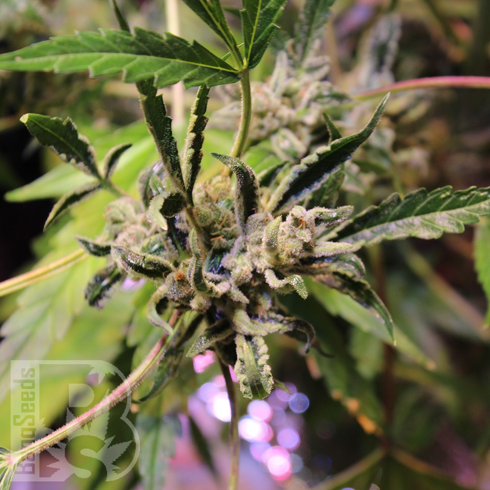 купить урожайные семена конопли  Irbis feminised