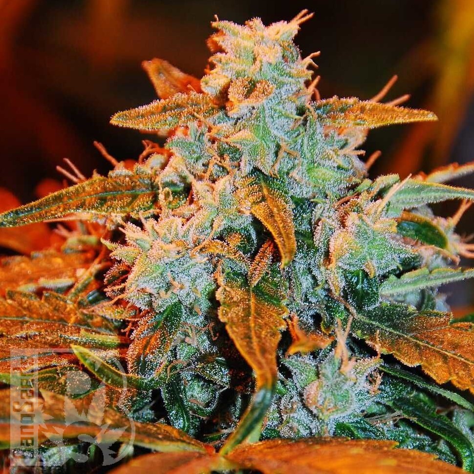 Семена ганжа  Irbis feminised Bang Seeds