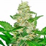 Семена марихуаны Auto Skunk feminised Ganja Seeds
