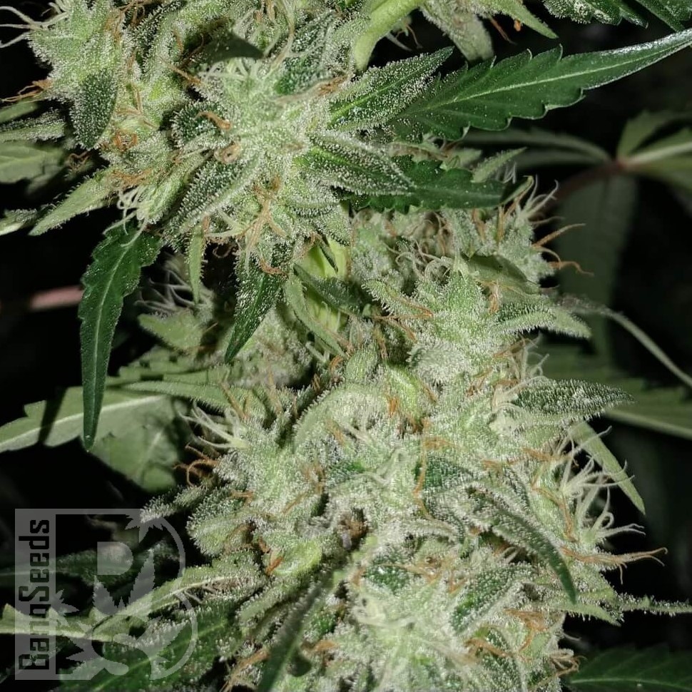 Семена  Auto Skunk feminised Ganja Seeds