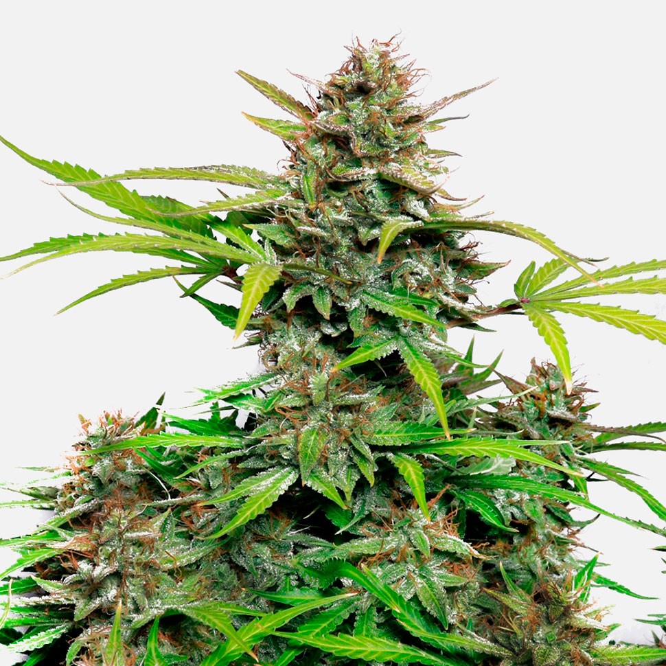 Семена  Auto Snow Queen feminised Ganja Seeds