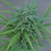 Hard Day feminised Ganja Seeds