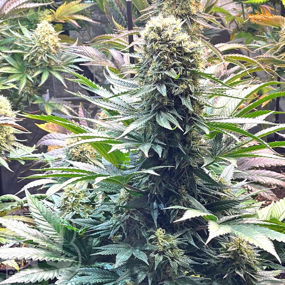 Семена  Banana Punch feminised Ganja Seeds