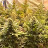 Семена  Banana Punch feminised Ganja Seeds