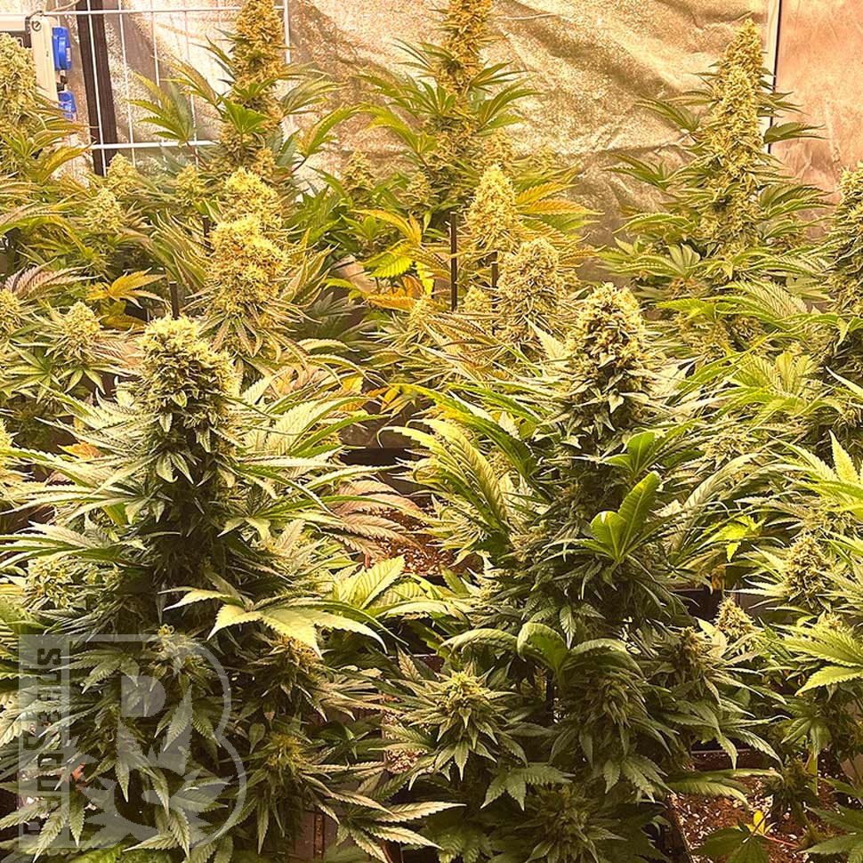 Семена  Banana Punch feminised Ganja Seeds
