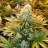 Семена  Banana Punch feminised Ganja Seeds