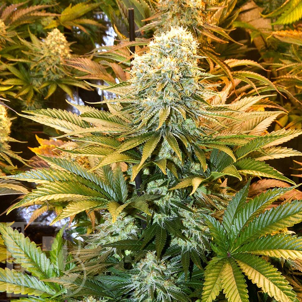 Семена  Banana Punch feminised Ganja Seeds