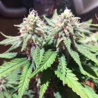 M8 feminised Ganja Seeds