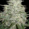 Семена каннабиса  M8 feminised Ganja Seeds