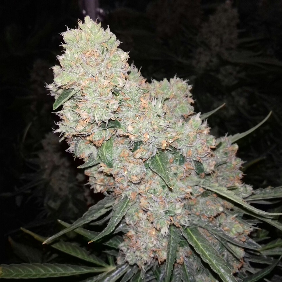 Семена каннабиса  Auto Creative Reactor feminised Neuro Seeds