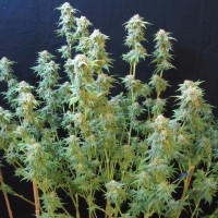 Irtysh feminised Bang Seeds