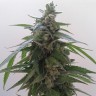 Семена каннабиса Auto Magnum feminised Ganja Seeds