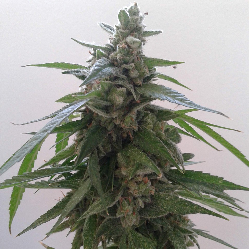 Семена каннабиса Auto Magnum feminised Ganja Seeds