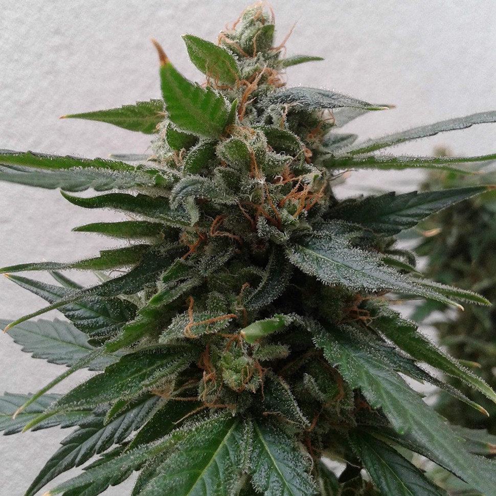 Семена марихуаны Auto Magnum feminised Ganja Seeds