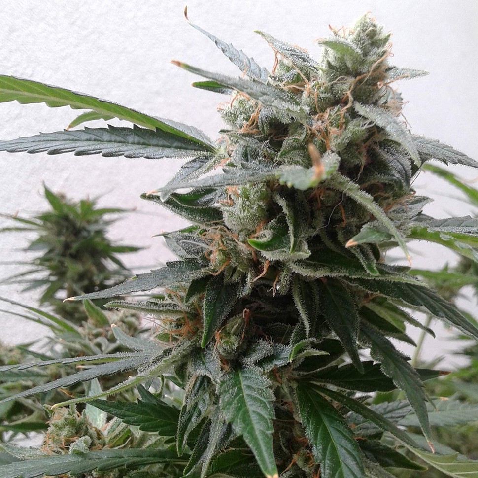 Семена марихуаны  Auto Magnum feminised Ganja Seeds